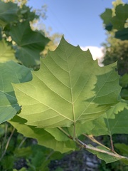 Platanus occidentalis