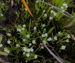 Plagiobothrys scouleri