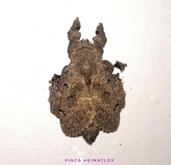 Euglyphis grammophora