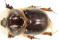 Novapus adelaidae