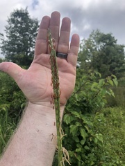 Tripsacum dactyloides