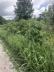 Tripsacum dactyloides