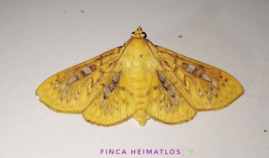 Polygrammodes hyalomaculata