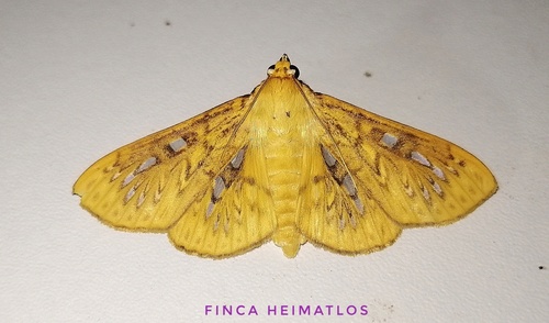 Polygrammodes hyalomaculata