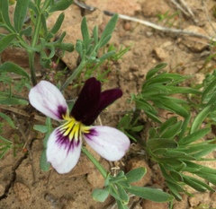 Viola beckwithii
