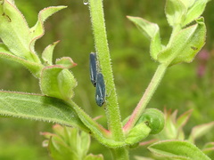 Graphocephala hieroglyphica
