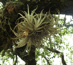 Tillandsia erubescens