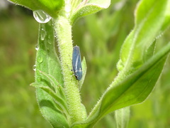 Graphocephala hieroglyphica