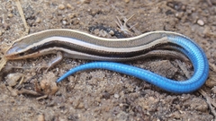 Plestiodon skiltonianus skiltonianus