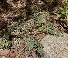 Pedicularis semibarbata