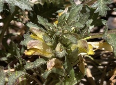 Pedicularis semibarbata
