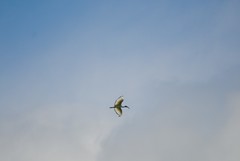 Threskiornis aethiopicus