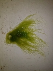 Ulva flexuosa