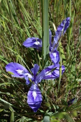 Iris macrosiphon