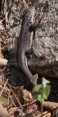 Sceloporus graciosus vandenburgianus