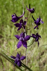 Delphinium variegatum
