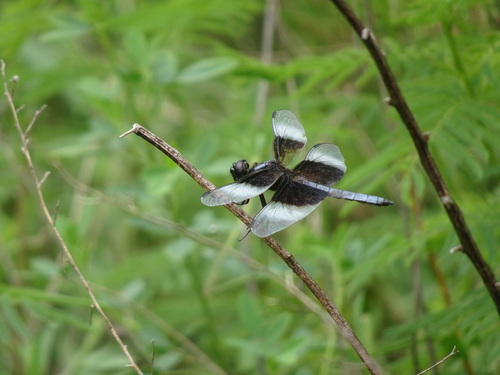 Widow Skimmer photographed in Kansas