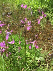 Primula tetrandra