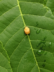 Harmonia axyridis