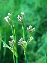 Juncus subnodulosus