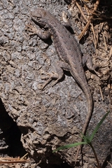 Sceloporus graciosus vandenburgianus