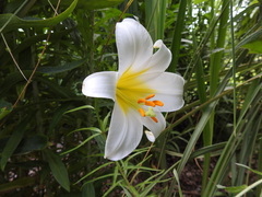 Lilium sulphureum