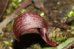 Corybas aconitiflorus