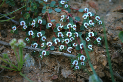 Euphorbia polycarpa polycarpa