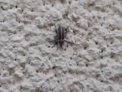 Eudiagogus maryae
