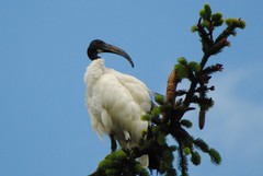 Threskiornis aethiopicus
