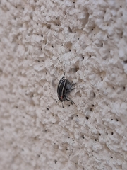 Eudiagogus maryae