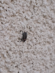 Eudiagogus maryae