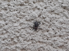 Eudiagogus maryae