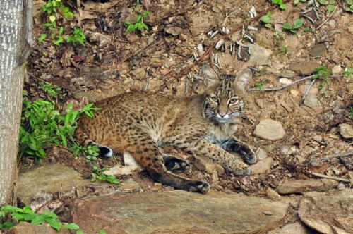 Bobcat photographed in North Carolina