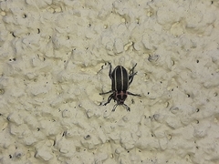 Eudiagogus maryae