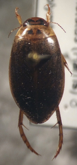 Rhantus binotatus