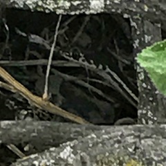 Masticophis lateralis