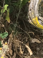 Masticophis lateralis