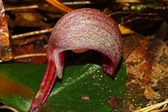 Corybas aconitiflorus