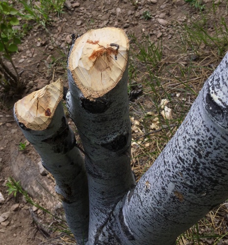 iNaturalist observation photo of American Beaver