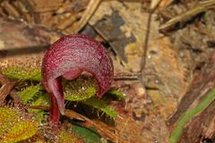 Corybas aconitiflorus