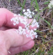 Ptilimnium capillaceum