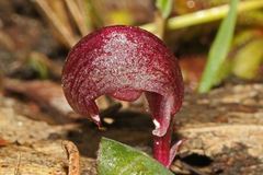 Corybas aconitiflorus