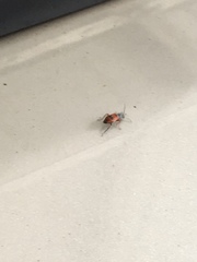 Anthocomus equestris