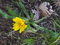 Microseris nigrescens
