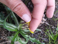 Microseris nigrescens