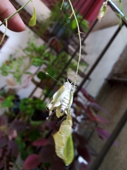 Itaballia demophile centralis