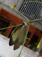 Itaballia demophile centralis