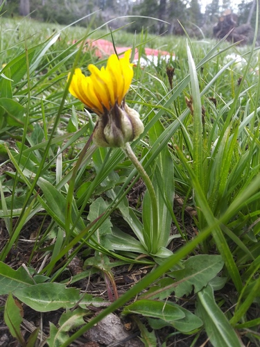 speckled false dandelion (Nothocalais nigrescens)