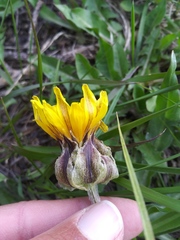 Microseris nigrescens